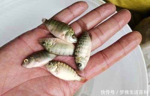 来自非洲的入侵物种,不太受人待见,但开发潜力巨大