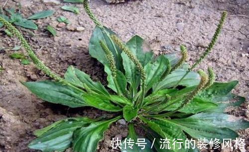 提高免疫力|十个女人9个妇科病,3种食物,提高免疫力,抑菌,远离妇科病