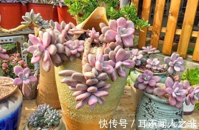 开花|这6种花,记住晚上冻,白天晒,开花特别快!