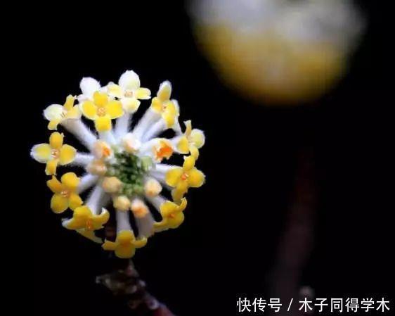 打结花!真漂亮啊!