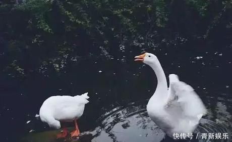 桃花源|20多岁的年龄差距，却把一个破烂的农家小院变成了“桃花源”