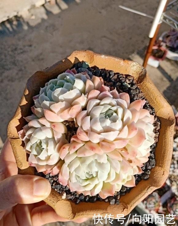 多肉买回家,种到盆里别着急浇水,1周后再浇水,发根更快