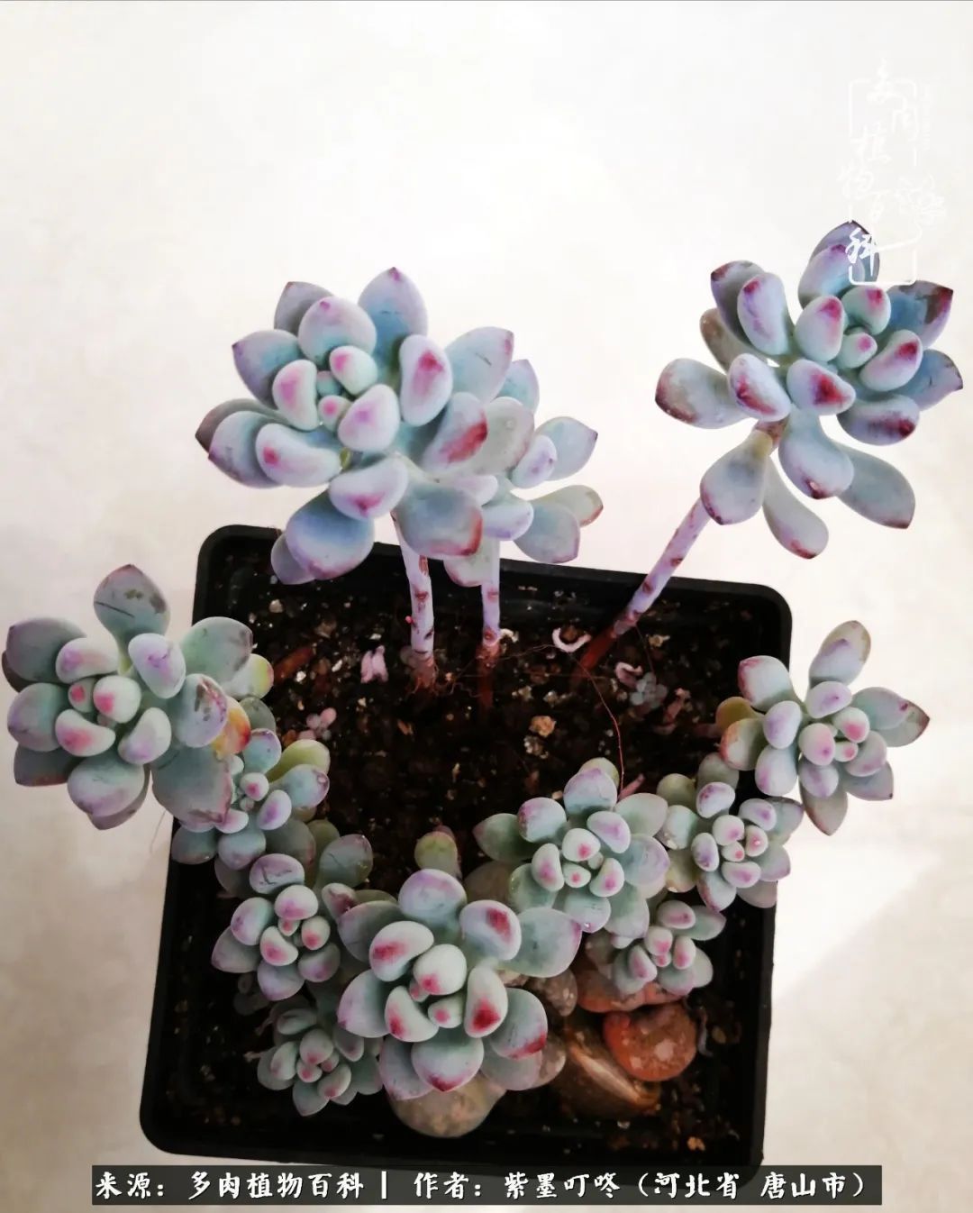 从平凡中寻找美感,从噪杂中寻找宁静——多肉给予我的心灵疗愈!