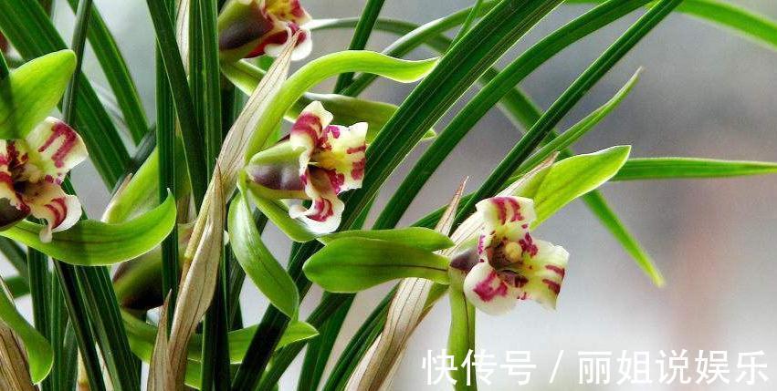 养花的老爷爷究竟在盆里放了啥,几年都不用施肥花照样疯长