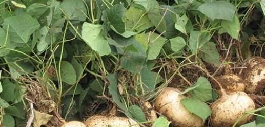 凉薯|农村一波波的“野草”，叶子有毒根部却大如鹅蛋，多吃可降脂降压