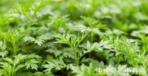 助益|这菜不要钱,入春抓紧吃,能够提高免疫力,可惜很多人懒得做!