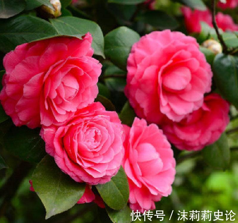 藏红花|雨雪天冻不死的8种花,越冷越开花,冬天养一盆,喜庆又漂亮