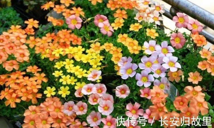 阳台养花,不妨养这4款植物,365天开花不断,随便一养就爆盆!