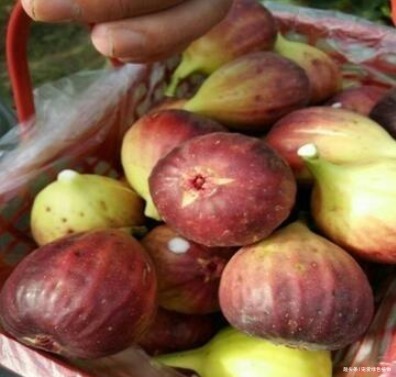 腐叶沙质土|养花不如种“水果”，1根枝条插1盆，一结一大筐，吃都吃不完！