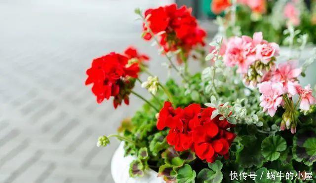 养花“学一招”,不花钱,家里也能成小花园
