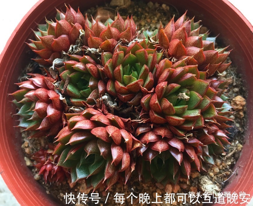 肉友们|多肉一次浇多少水合适“干透浇透”坑了多少人,看完这些才明白