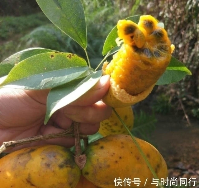 果皮|20年前这种野果满山都是,泡水喝功效十足,如今40元都难买到