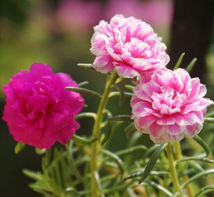 4种花最适合夏天养，不怕热不怕晒，阳台养两种，夏天变花海！