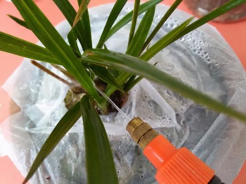 用了“兰花土”，也养不好兰花？那是你做错这“关键”的3步