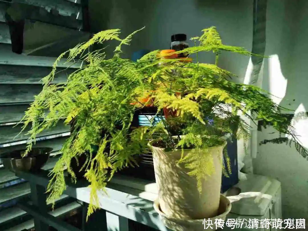 潮湿|超级“喜水”的花，3天不浇水，就离死不远了