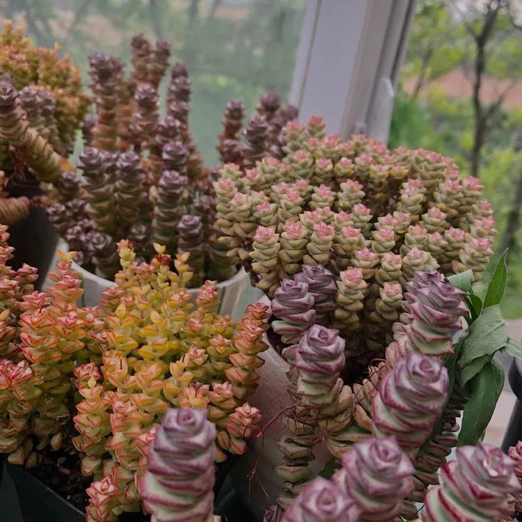 浇水|多肉小白三年励志对比养自己的花,爱自己的宇宙!