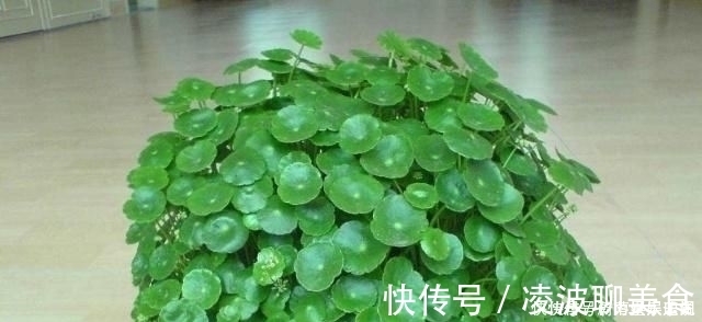 多肉|这5种花草，别花钱买，掐一片叶子插土里，一个月长满盆，贼省钱