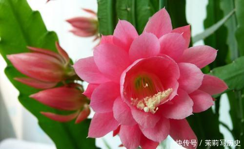 此花,花型硕大开花不见叶,颜值超荷花,比绿萝好养!