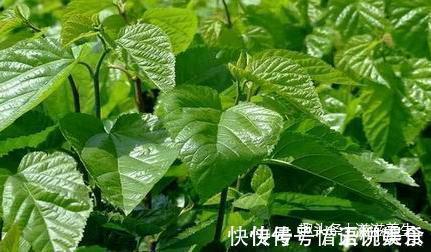 湿气|十人九湿,每晚用它泡水喝,一周体内湿气全无,女性的福音