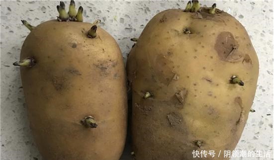 真相|发芽的土豆还能不能吃原来多年一直误解了，营养师告诉你真相