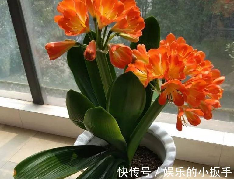 君子兰冬天不开花怎么办？打开1个小机关，盆栽当月就抽箭开花