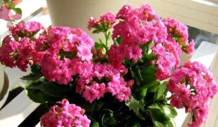 3种花被称为“大美女”,一年四季花开不停,开花量大