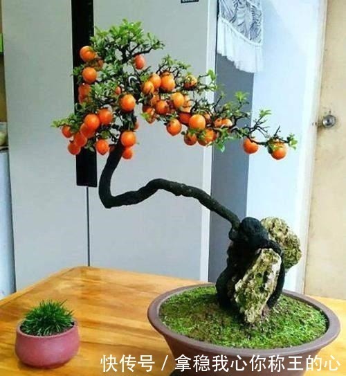 观赏性|2种名贵的盆景树,观赏性高价值不菲,能养的家庭不一般!