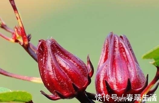 洛神花|花草是天然的化妆品,常用这4朵花,给你从头到脚的美丽肌肤