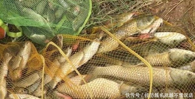 一提大草鱼就来劲，学会这套特色钓法，二十年老钓手都心服口服