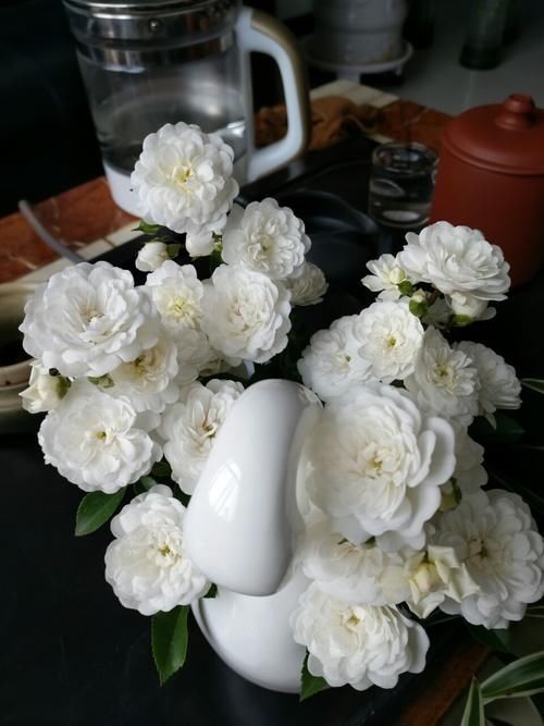 彗星——阳台盆栽“新宠”，常年开花，花量丰富，好看又好养