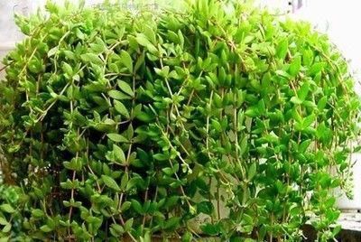 垂盆草|3种野草种盆里,长成漂亮小盆栽,人人见了都喜欢,颜值不输绿萝