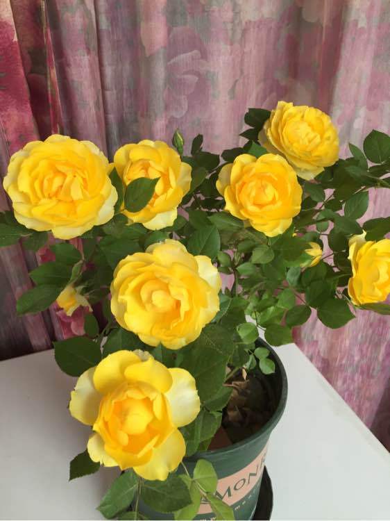 可以盆栽的“玫瑰花”，花朵美丽，四季常开，种植容易，养花选它