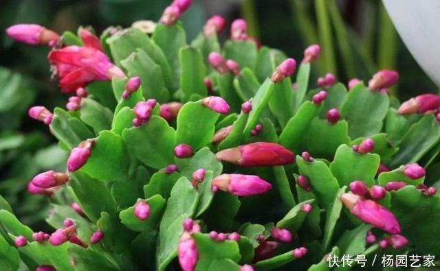 天冷后,这几种花就得“穷养”,不施肥、少浇水,越长越旺