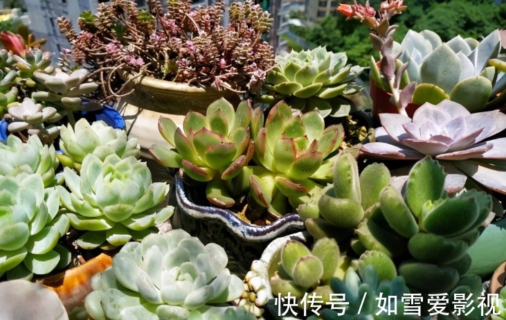 这1点没做好,多肉颜值会下降!看看高手怎么处理枯叶