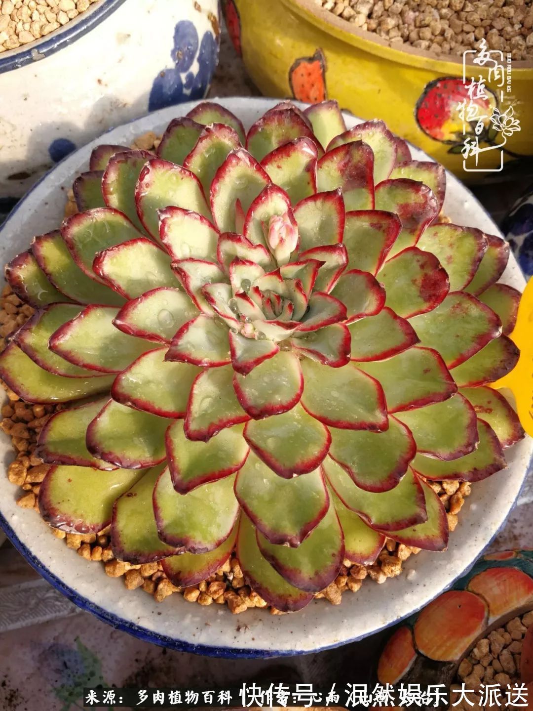 蚧壳虫|为肉痴狂!多肉植物也会用最美的容颜报答我们的勤劳付出!