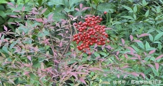 在大山里看到这种“果子”,记得赶紧扔掉,它可是含有“剧毒”