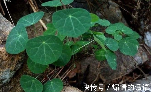 男子野外发现山乌龟，体型很大，专家称：比太岁值钱