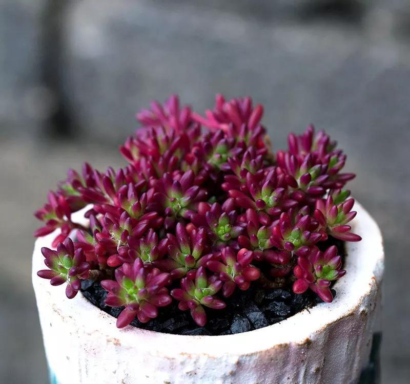 养多肉很简单,避开几个坑,黑腐,化水不再有,肥美又多姿