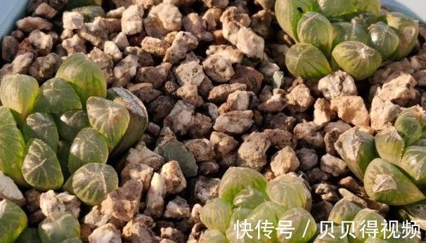 这8种多肉散发迷人浪漫的气质,你学会关键一招儿也能养得好