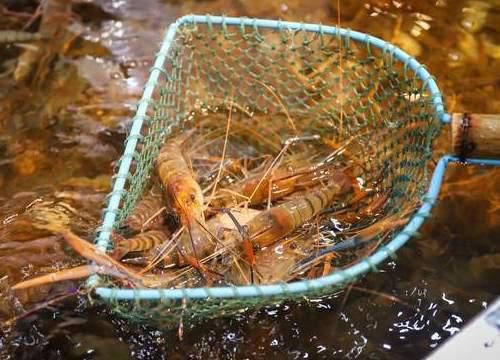 买大虾时，牢记3个关键点，轻松买到优质大虾，口感好又新鲜