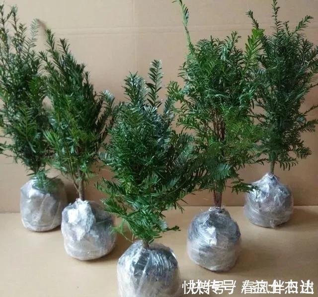不管有钱没钱，家里养这十种植物，招财镇宅又养人