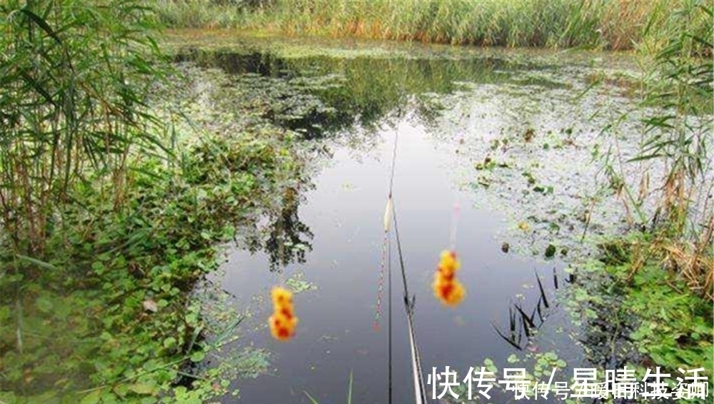 大鲫|夏季鲫鱼难钓,用长竿短线蘸米钓,杂鱼不闹钩,底钓大鲫很优秀