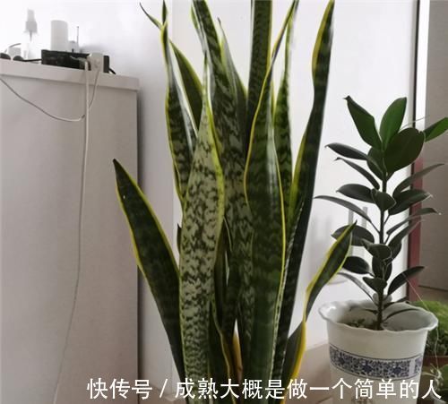 冬天|冬天养虎皮兰,土里埋点“生长素”,一到春天爆新芽