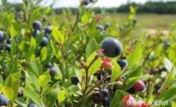 农村|此3种野果营养丰富,农村人都很难吃到,城里人更没有口福
