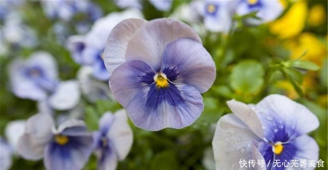 这4种花，漂亮好养、耐寒花期长，能做美食能入药，营养健康