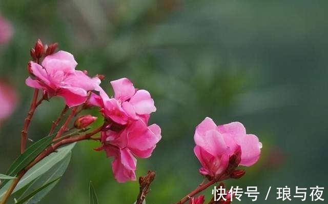 夹竹桃10片叶就可能要人命！为何还成为大城市“烂大街”的植物？