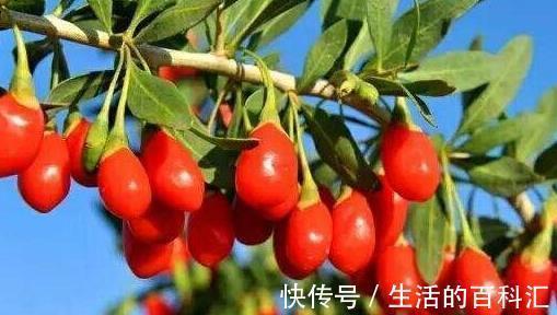 食用枸杞|睡觉前吃5粒“枸杞”,坚持20天,3个好处或不请自来!