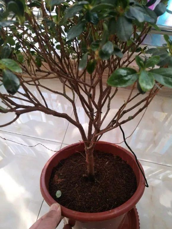 蟹爪兰|长寿花换盆，切忌越换越大，一直用小盆养才好！