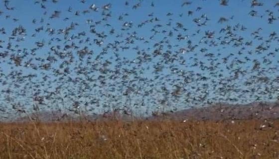 明末|明末小冰期，一系列自然灾害爆发的起点，吹响明亡的号角