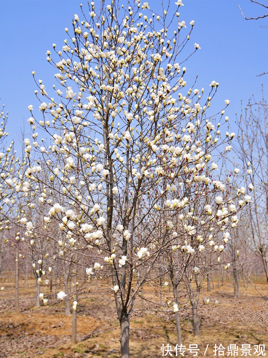 观花树种|庭院常见乔木种类